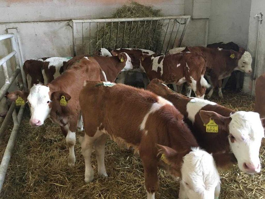 Cielęta, byczki, cielaki - dowóz gratis