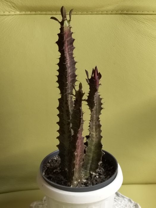 Интересные суккуленты