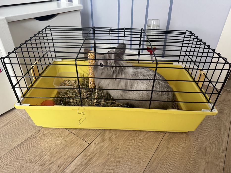 Подарую кролика в гарні руки