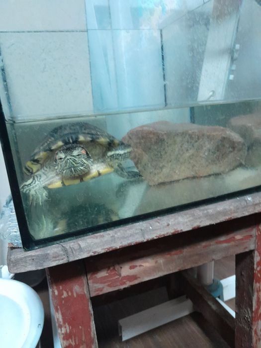 Віддам червоновуху черепаху