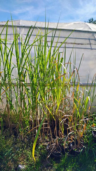 Miskant olbrzymi, Miscanthus × giganteus, duże sadzonki.