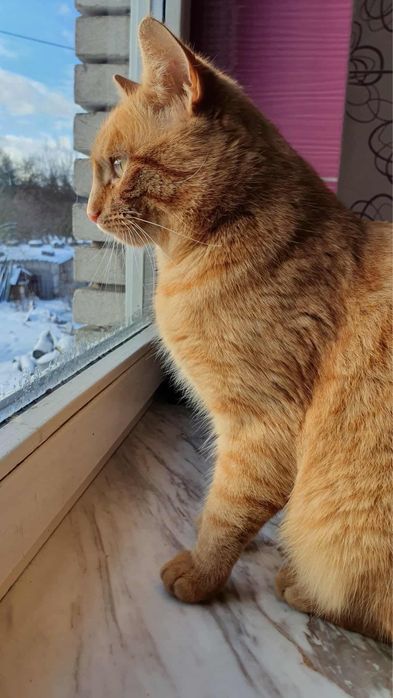 Kto pokocha pieszczocha Rufusa?