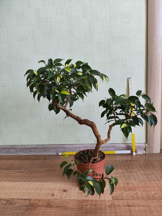 Фікус бенджаміна