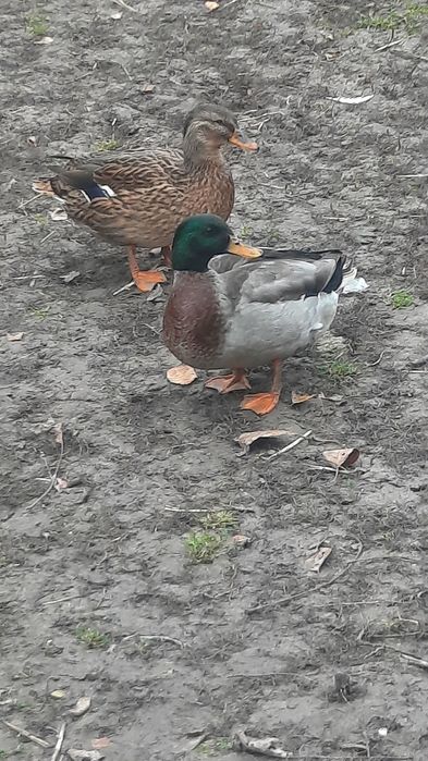 Продам підсадні качки