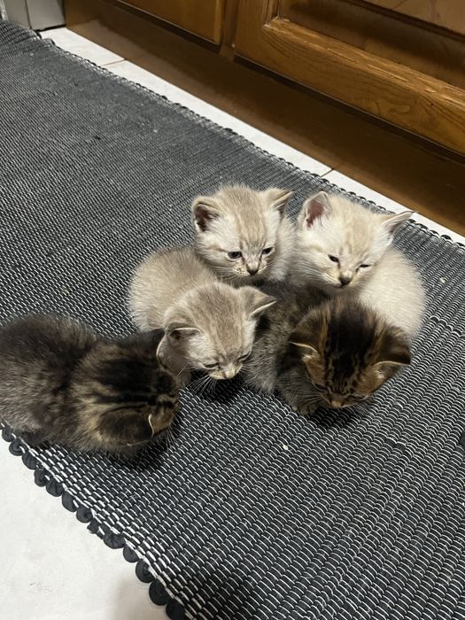 Todos Reservados - Gatinhos bebes, ninhada machos