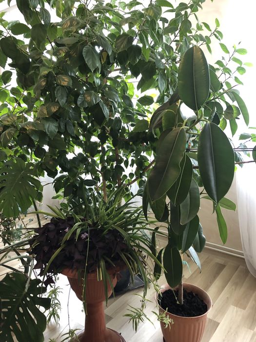 Кімнатні квіти великого зросту та ємностях