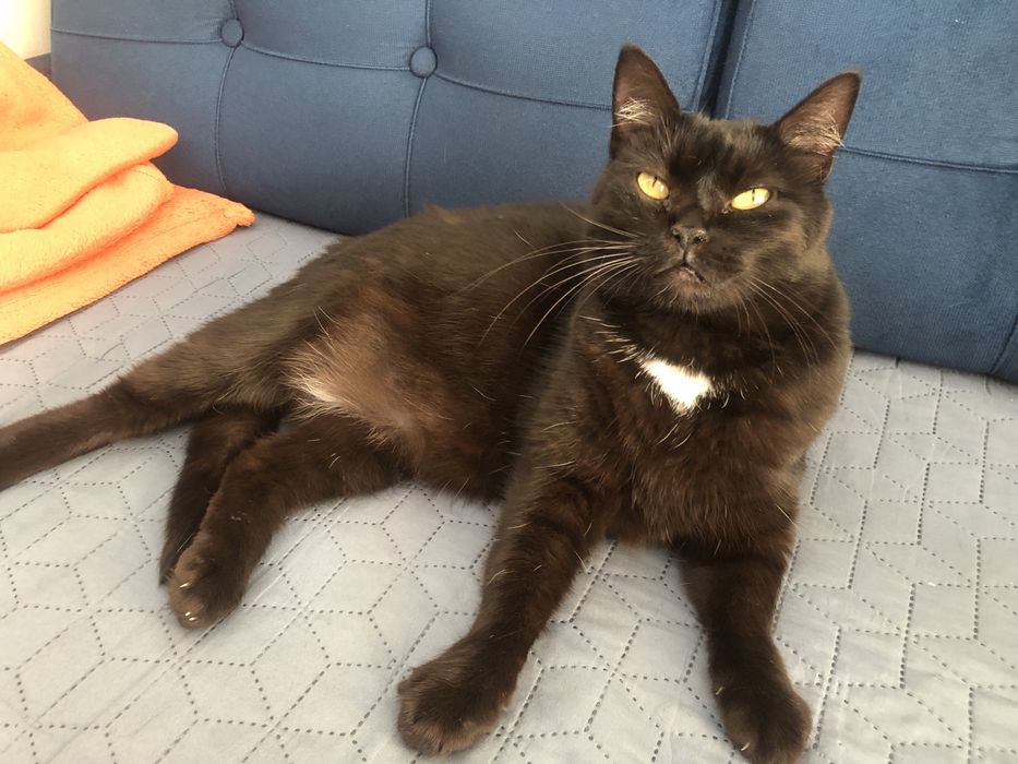 Śliczna Fasolka PILNIE szuka domku!