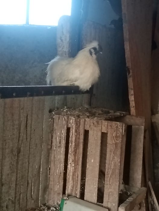 Białoczub czerwony, silki, kochiny sebrytek
