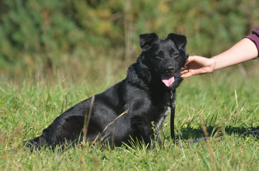 Poker- do adopcji