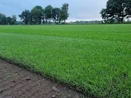 Trawa z rolki trawnik w rolce ogrody Pielegnacja transport montaz