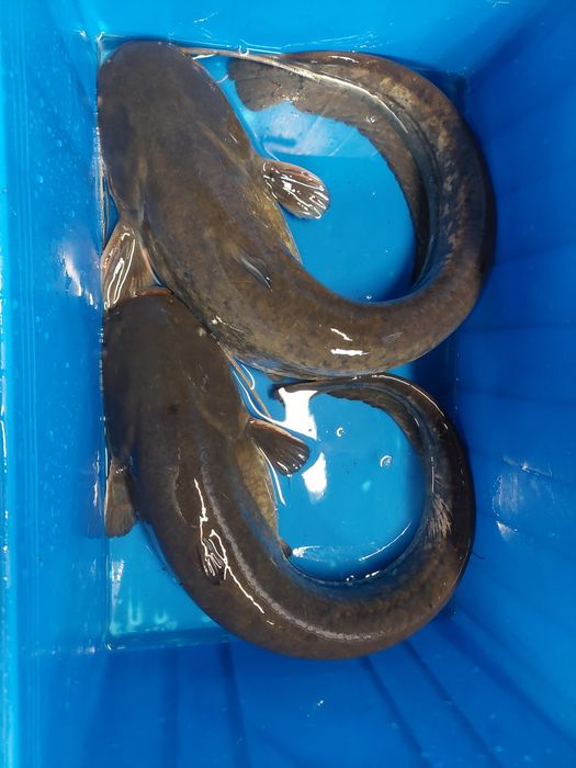 Karp, pstrąg, jesiotr, sum, amur, tołpyga,