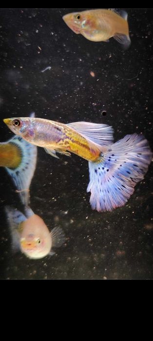 Gupik , gupiki Metal blue grass lace