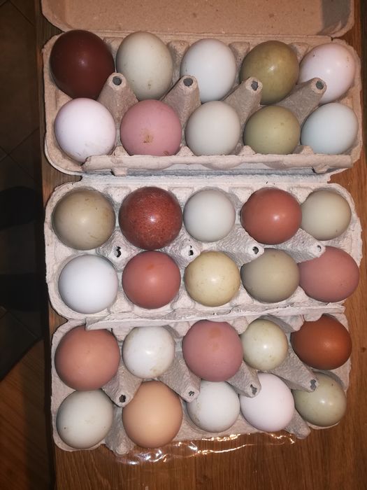 Kury marans, araukana, green Shel, blues hel, leghorn