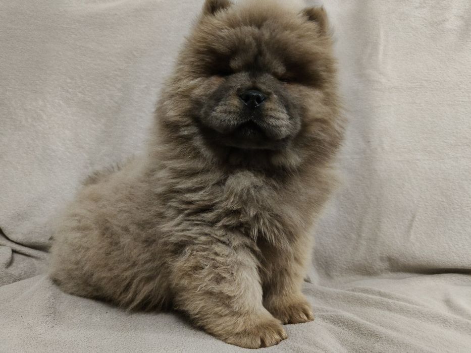 Cynamonowa suczka chow chow