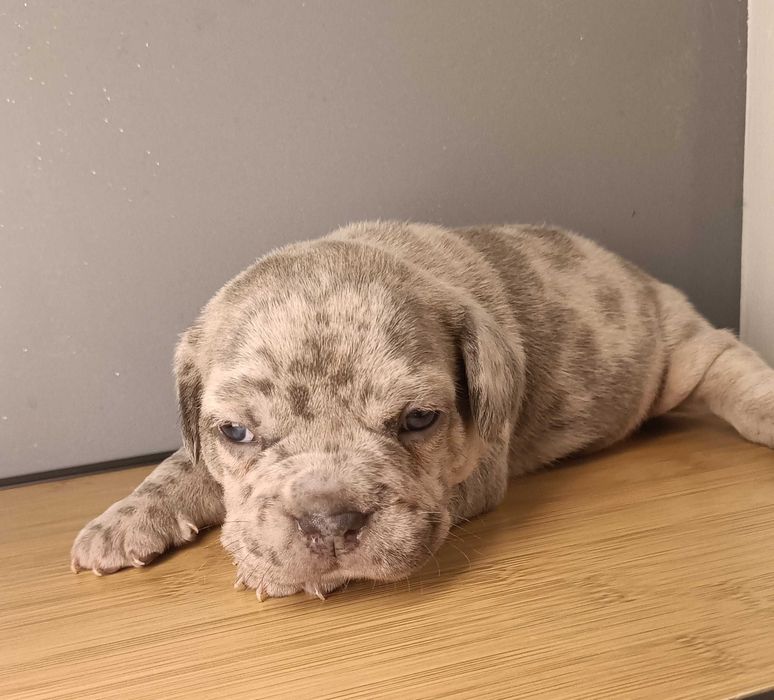 Bulldog francês x macho