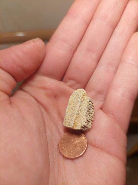 Fóssil dente de raia