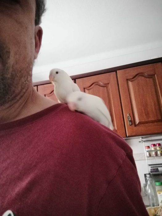 Rosicolas criados há mão, venda ou troca.