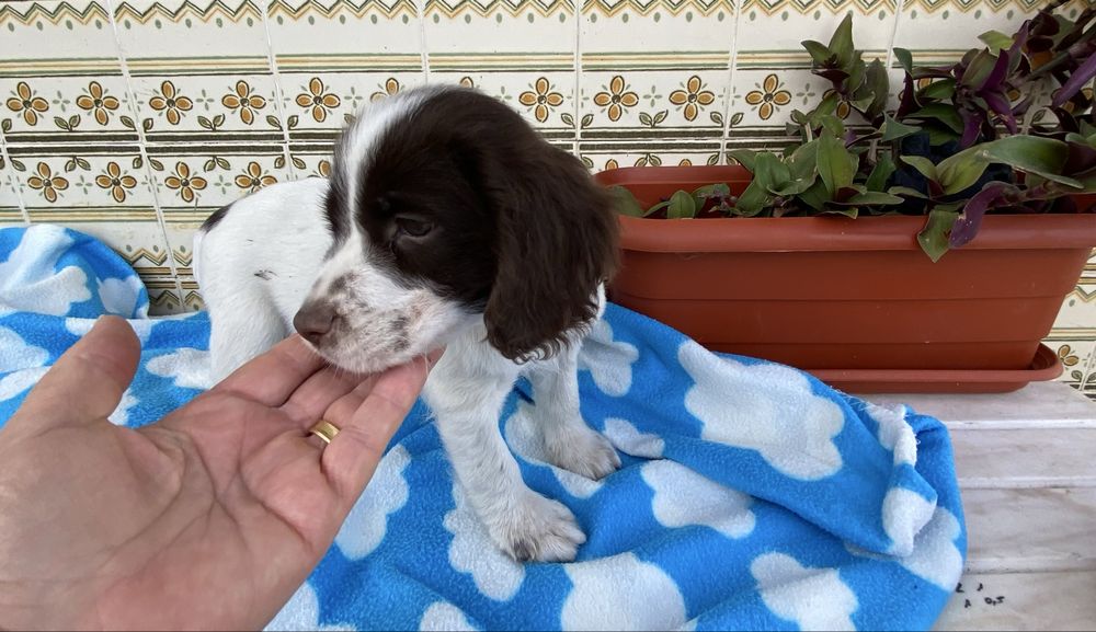 Lindo bebe springar spaniel