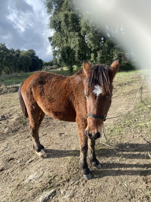 Vendo poldra garrana mansa nobre
