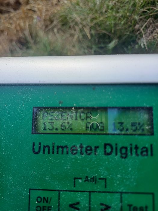 Pszenica ozima grube ziarno