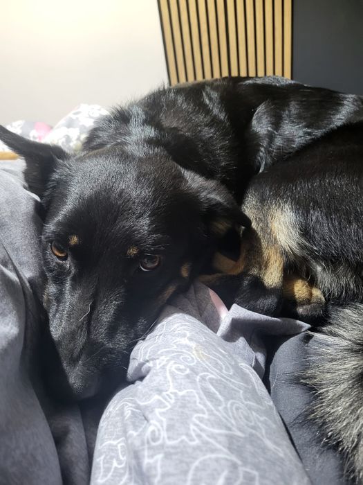 Sunia pilnie szuka domu