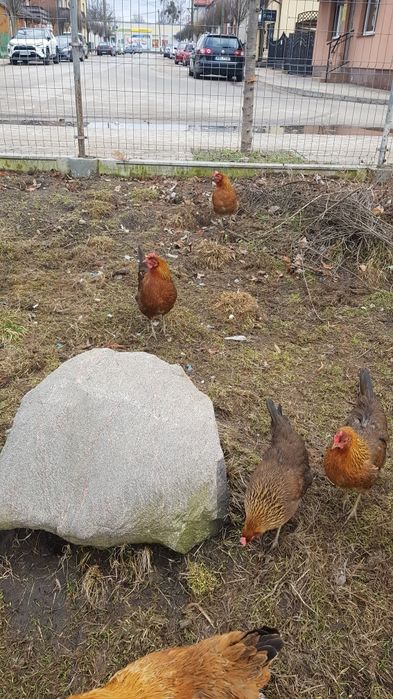 Jaja lęgowe od Zielononóżki