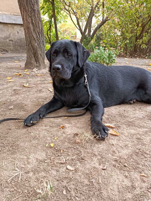 Отдам Лабрадор-ретривер, девочка