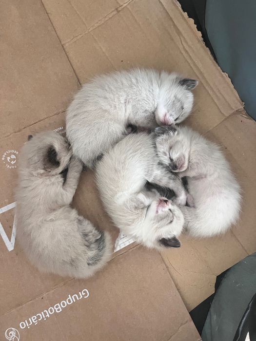 Gatinhos para doar