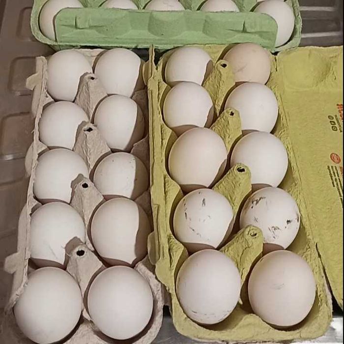 Яйця на інкубацію легорн Ізабелла