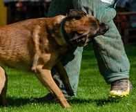 Owczarek Belgijski Malinois FCI