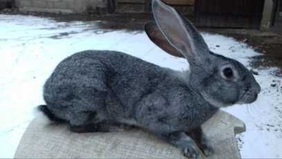 Кролі Шиншила євро