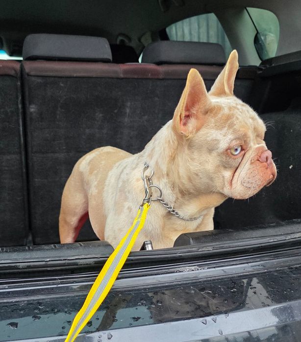 Buldogue Francês Macho Isabella tan