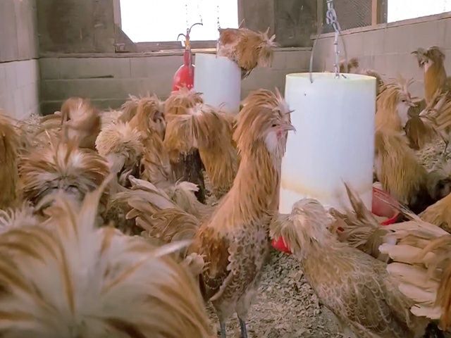 Інкубаційне яйце кур, курчата, Падуан біле золото, срібло.