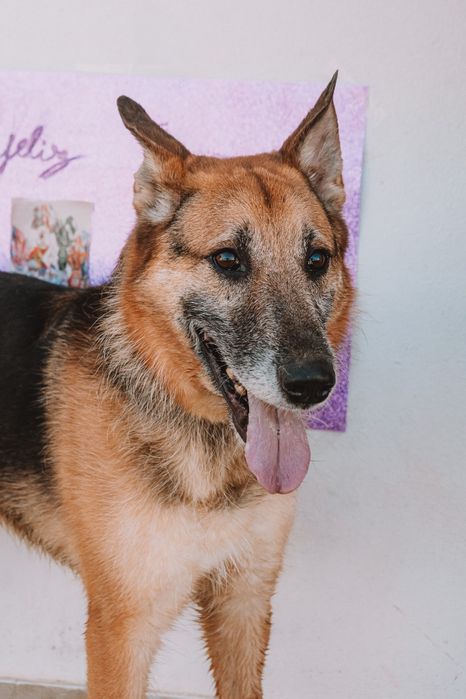 Bento amoroso procura vida feliz