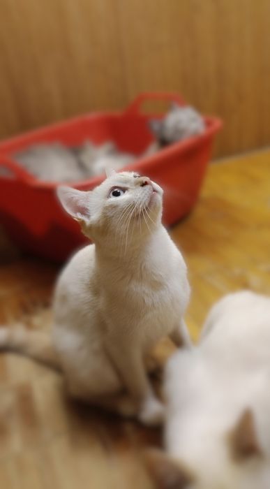 Терміново продам котика (1.2 року), блакитні очі
