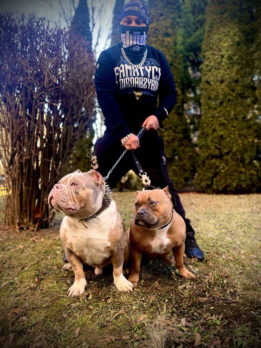 American Bully - APOLLO  - Gotowy do odbioru już teraz!