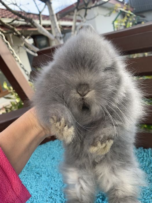 Декоративний кролик ангора. Кролик ангора.