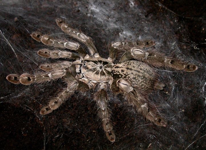 Aphonopelma maculata Samica 3-4Dc