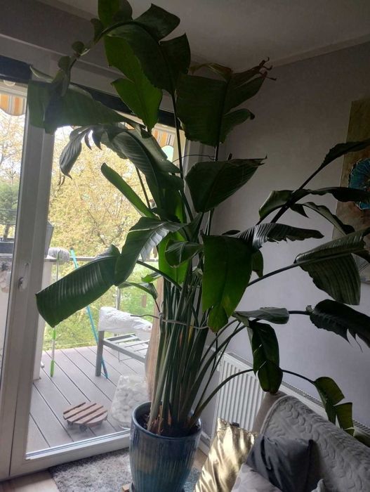 strelicja rośliny na balkon