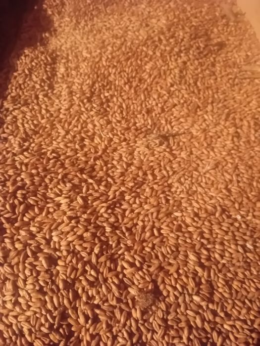 Sprzedam zboże pszenica pszenżyto