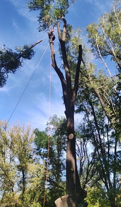 Зрізати дерево, обрізка гілок, срезать дерево, кронирование, арборист