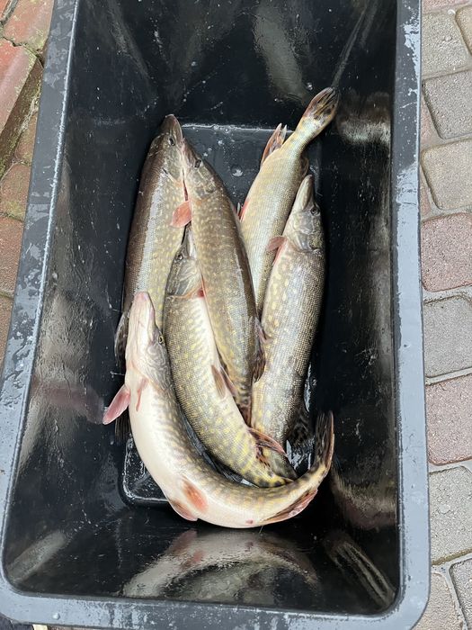 Жива риба ! Короп, Карась, Амур, Щука, Толстолоб!