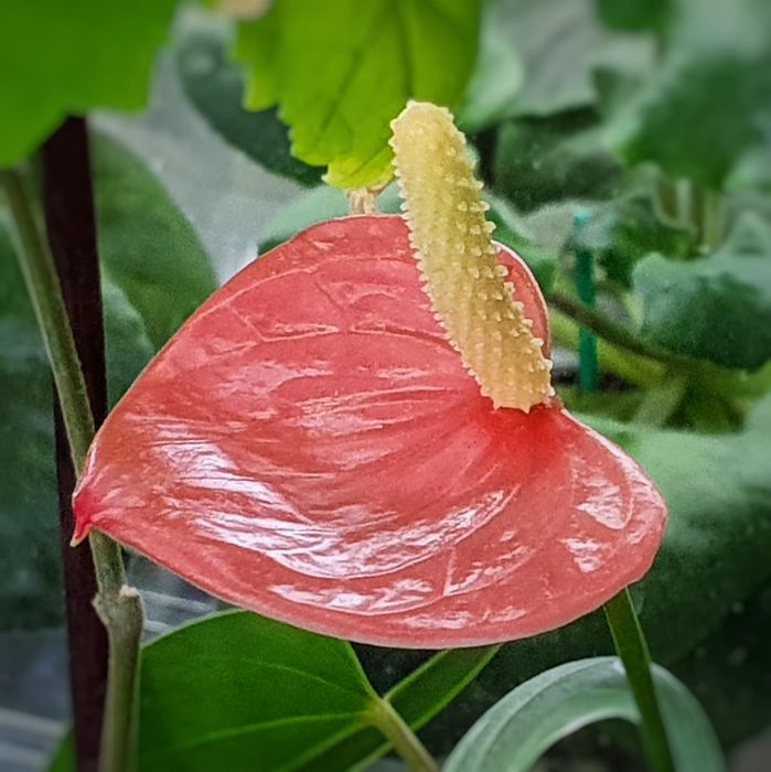 Аквариумні рослини. Анубіас Нана Петіт