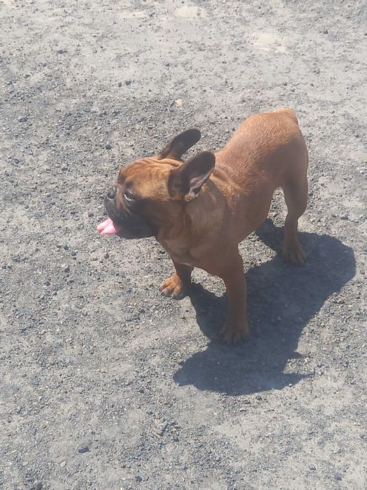 Buldog francuski piesek