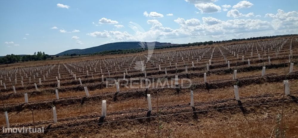 Olival Super Intensivo de 5,9ha à venda em Cano- Sousel