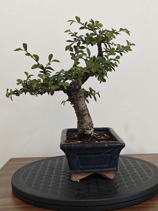 bonsai - Porto - Jardim e Bricolage | OLX Portugal