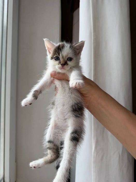 отдам_ котята _ кошки_ леон