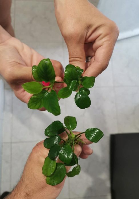 Anubias plantas aquario