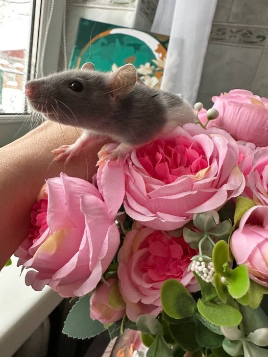 Домашні крисенятка Вік 3 тижні Чудові розумні смішні маленькі друзі