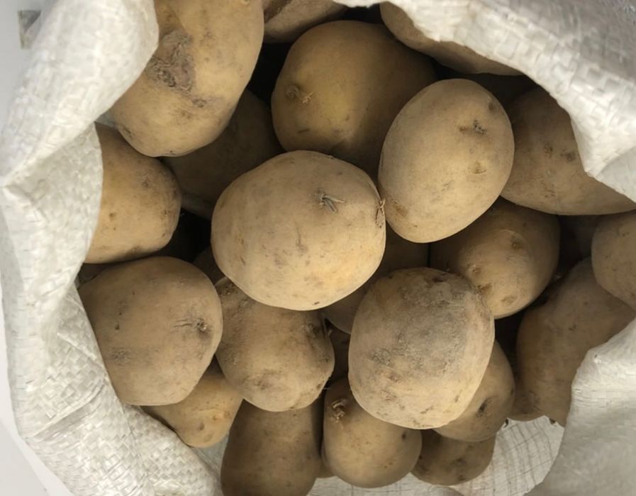 ZIEMNIAKI SORAYA żółte 15 KG uprawa własna OD ROLNIKA